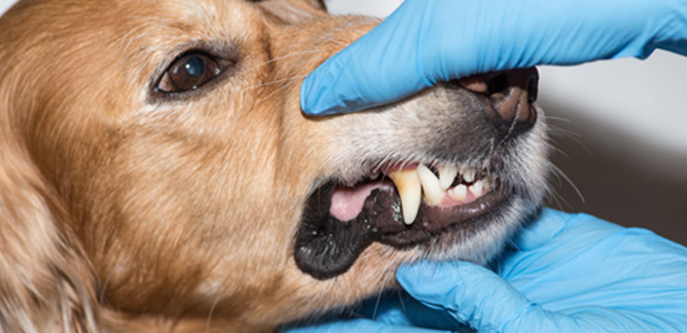 Why Dental Health Is Key to Your Pet’s Health