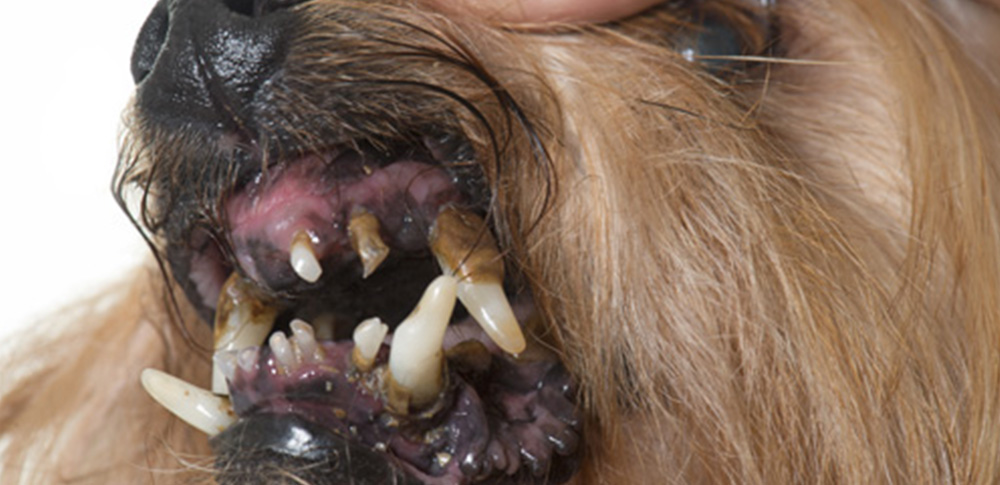 Why Dental Health Is Key to Your Pet’s Health