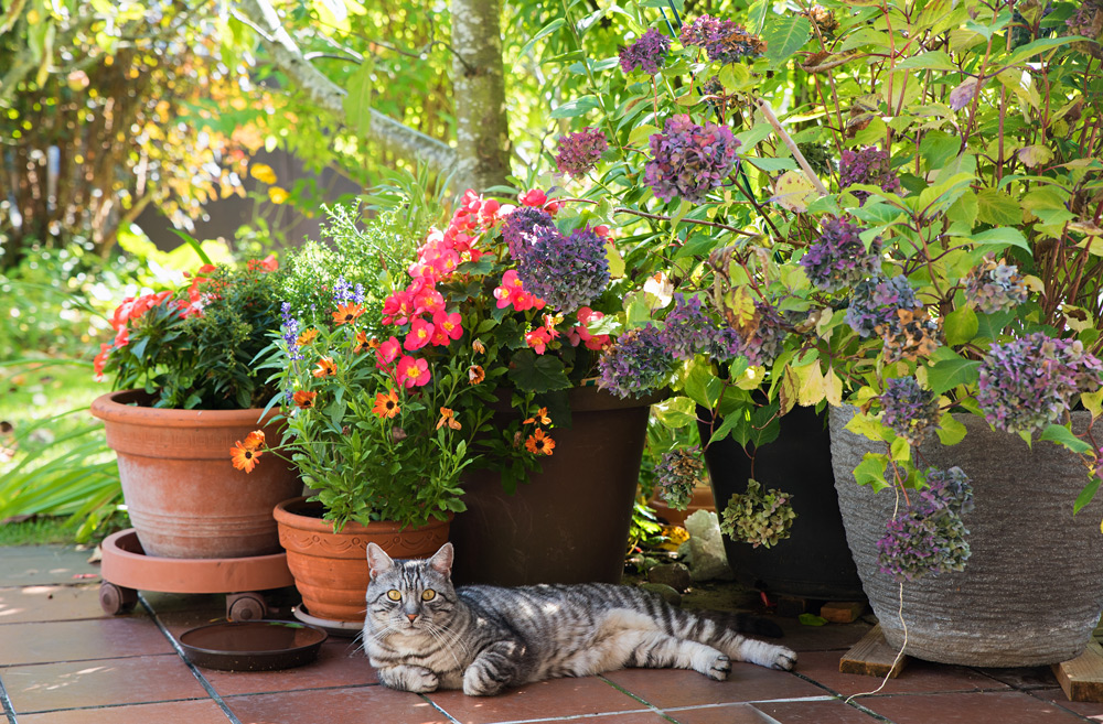 Summer Garden Safety Tips for Pets