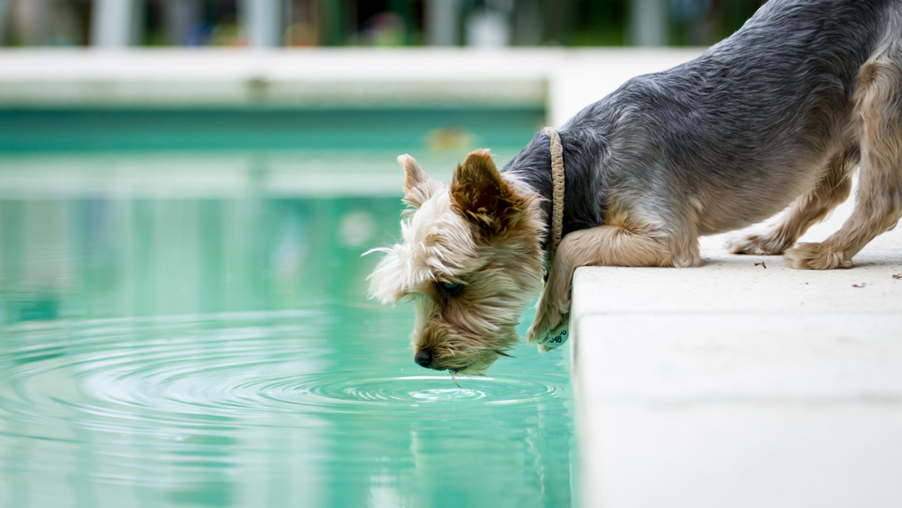 Summer Garden Safety Tips for Pets